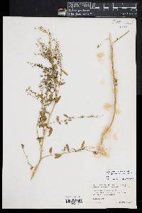 Chenopodium berlandieri image