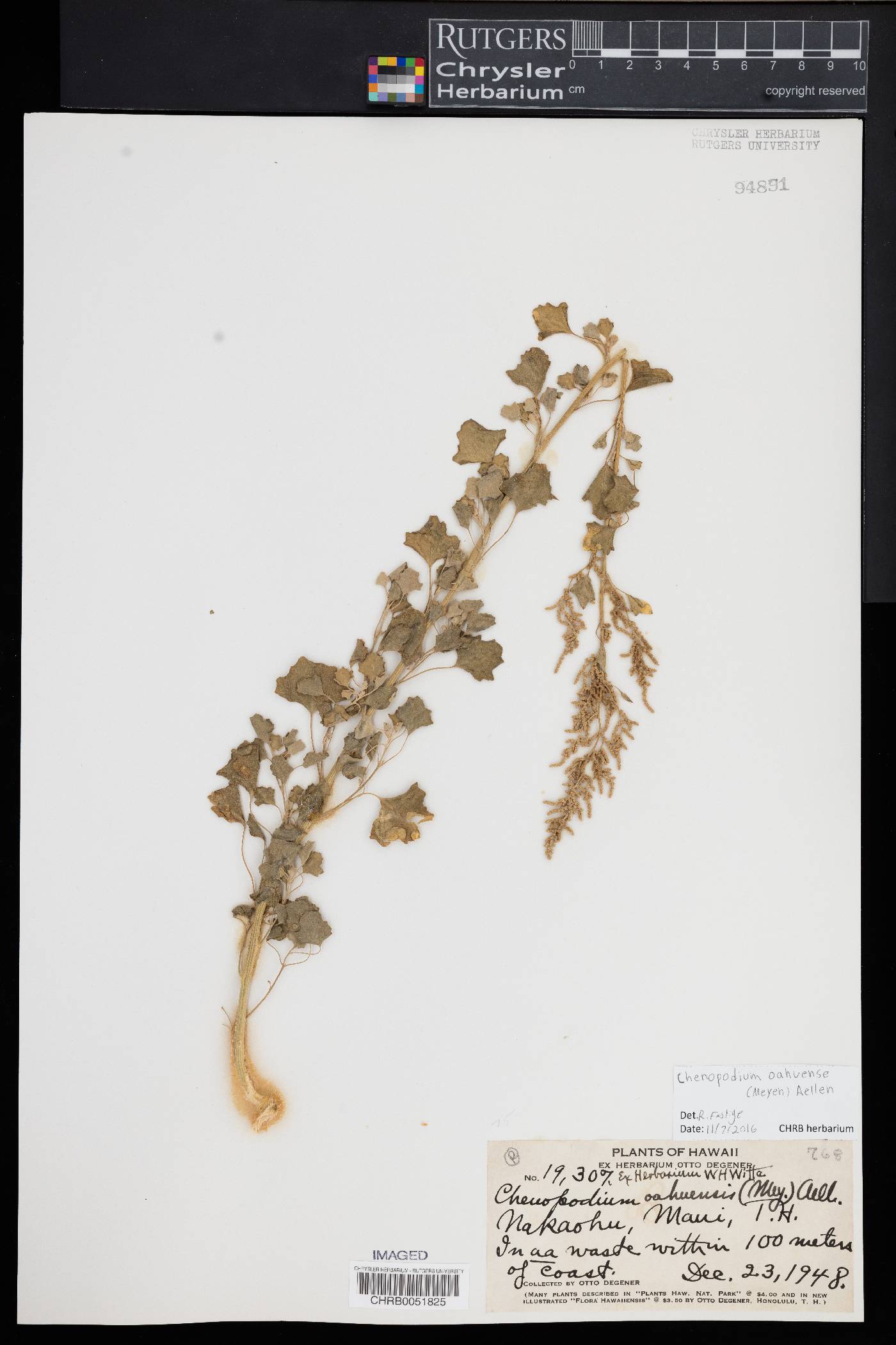 Chenopodium oahuense image