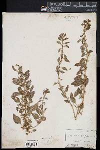 Chenopodium polyspermum image