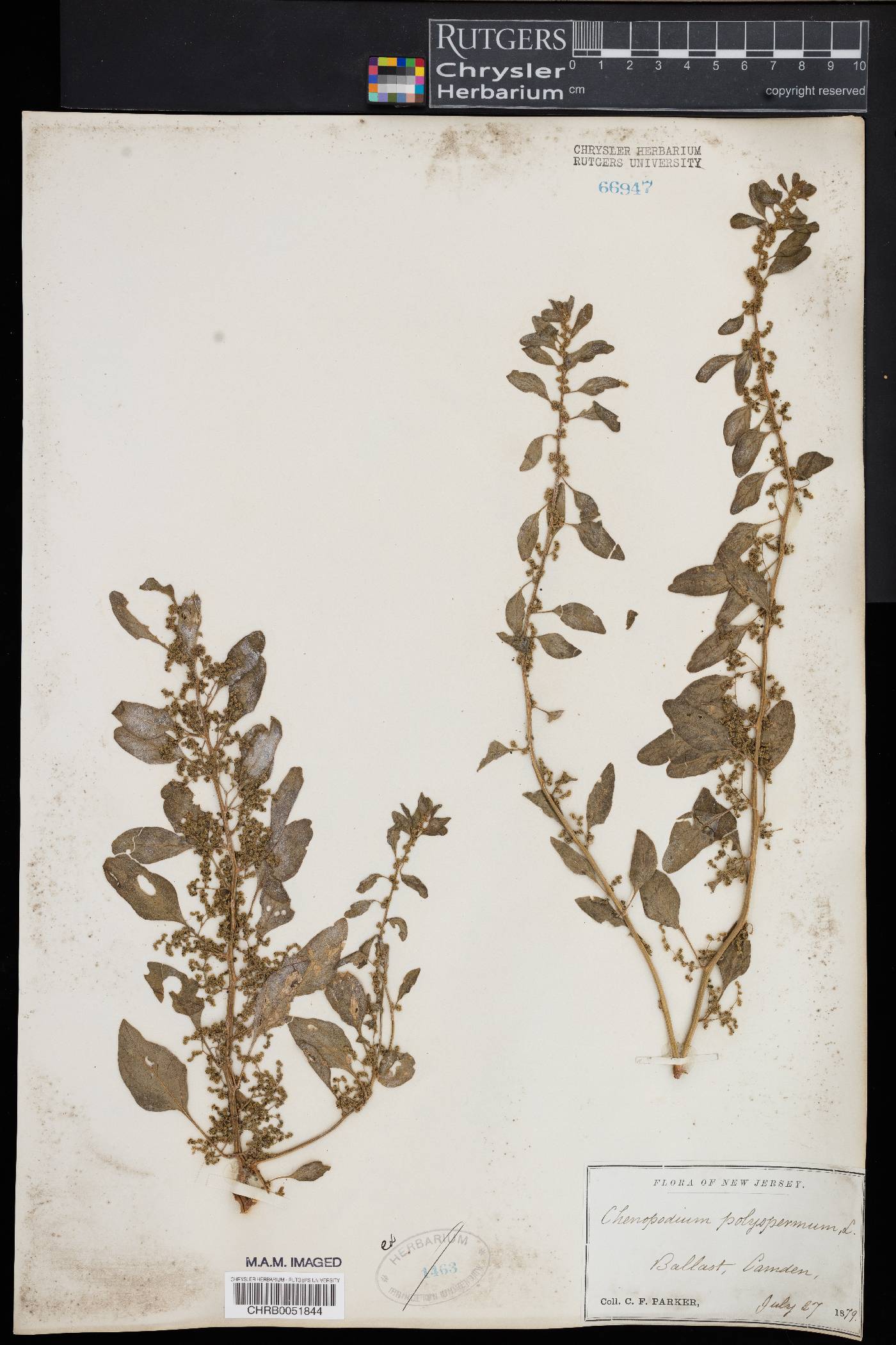 Chenopodium polyspermum image