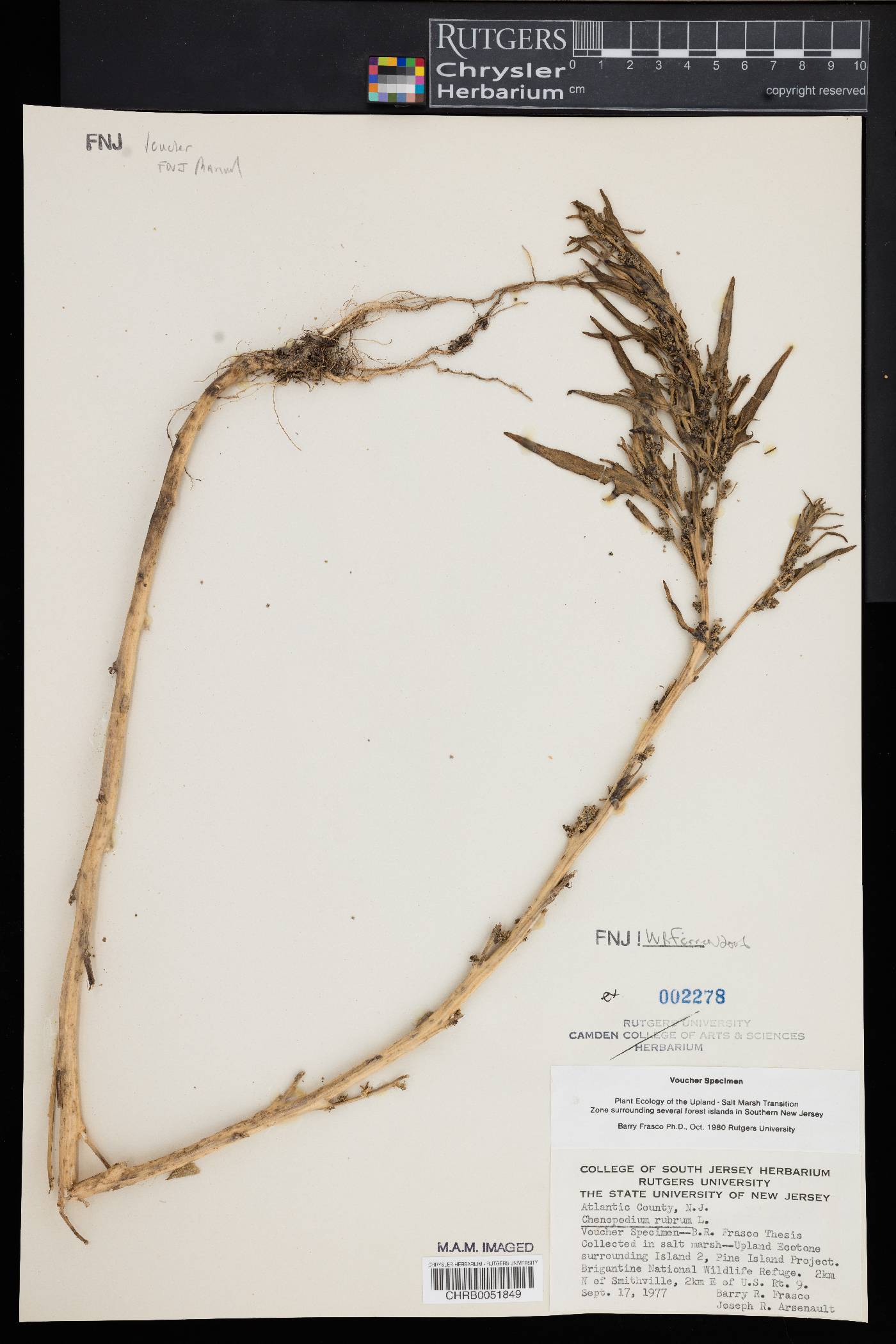 Oxybasis rubra image