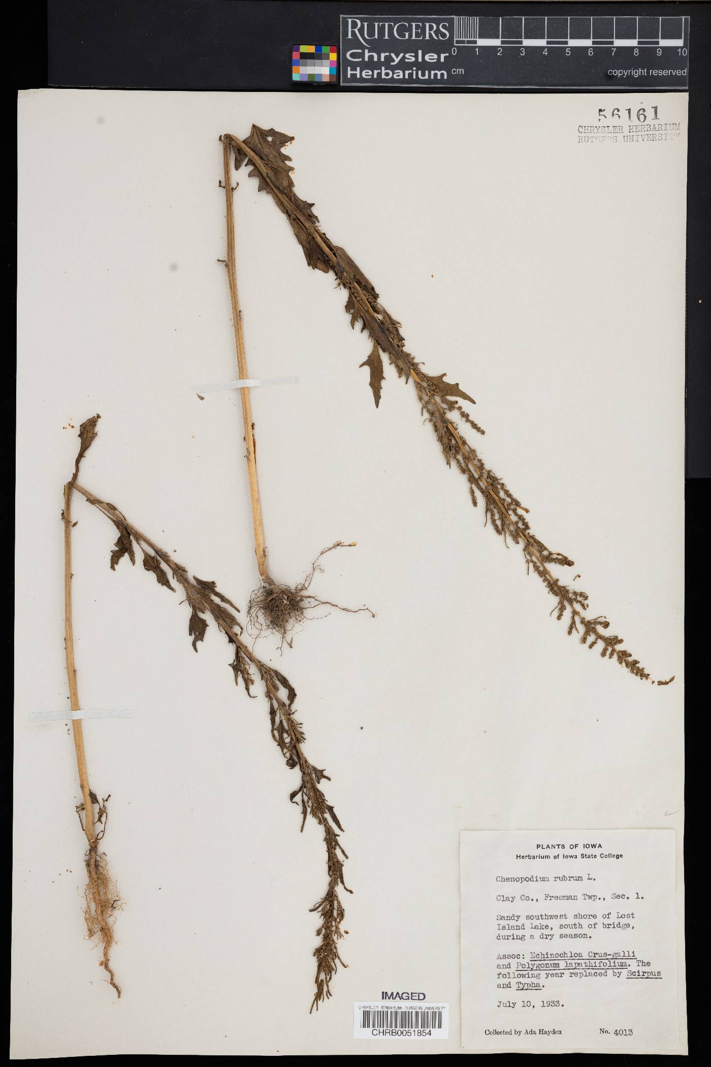 Oxybasis rubra image