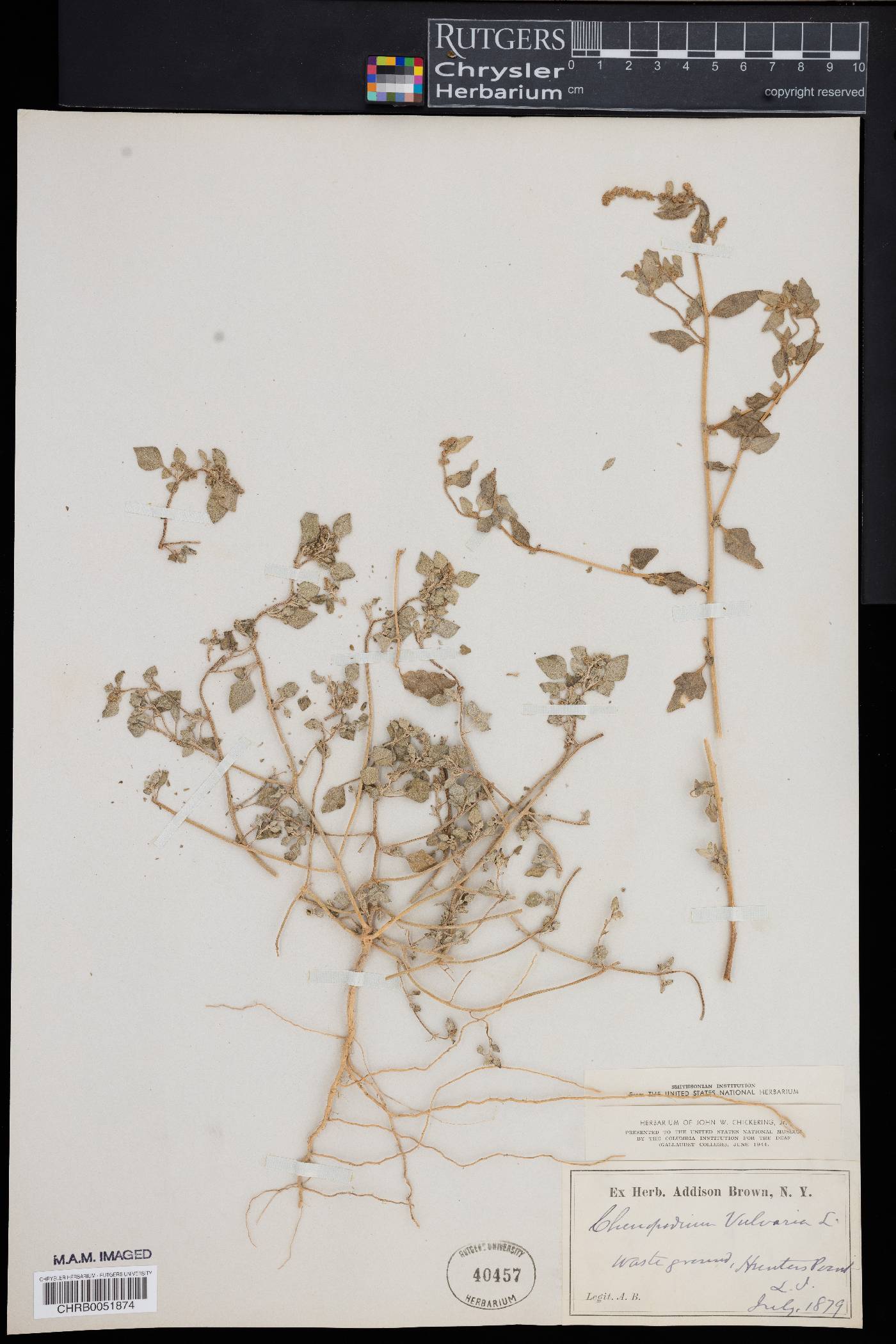 Chenopodium vulvaria image