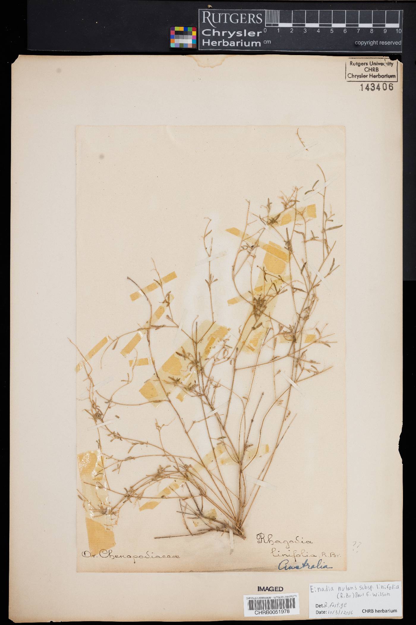 Chenopodium nutans subsp. linifolium image