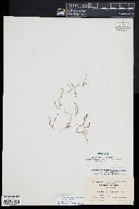 Micranthemum micranthemoides image