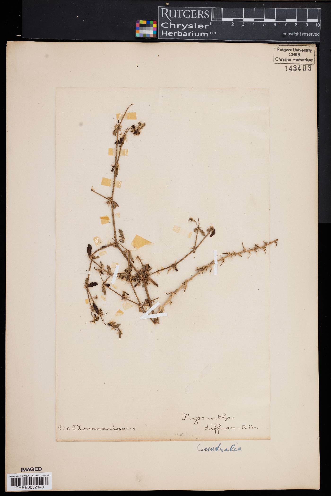 Nyssanthes image