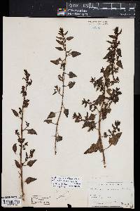 Beta procumbens image