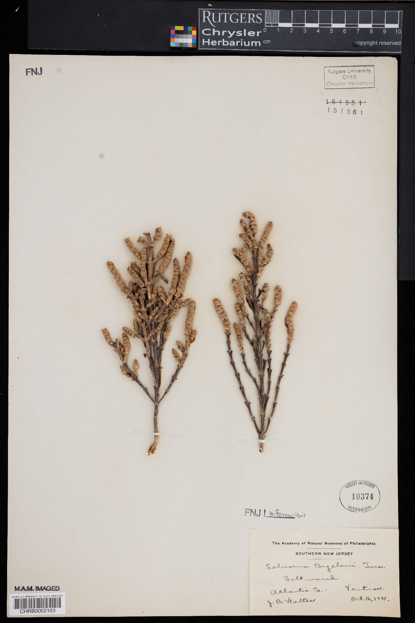 Salicornia bigelovii image