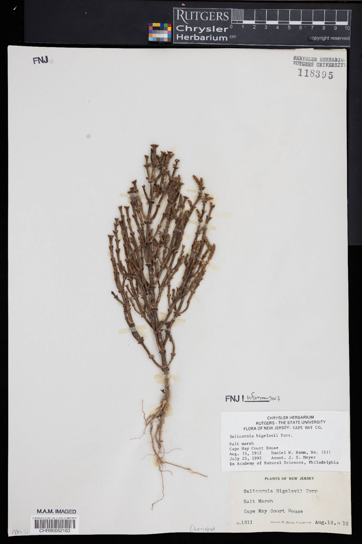 Salicornia bigelovii image
