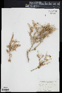 Sarcobatus vermiculatus image