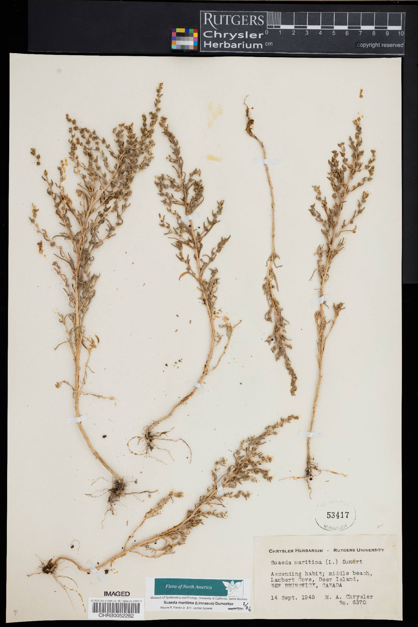 Suaeda maritima image