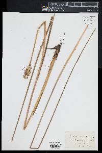 Juncus militaris image