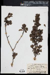 Coprosma ochracea image