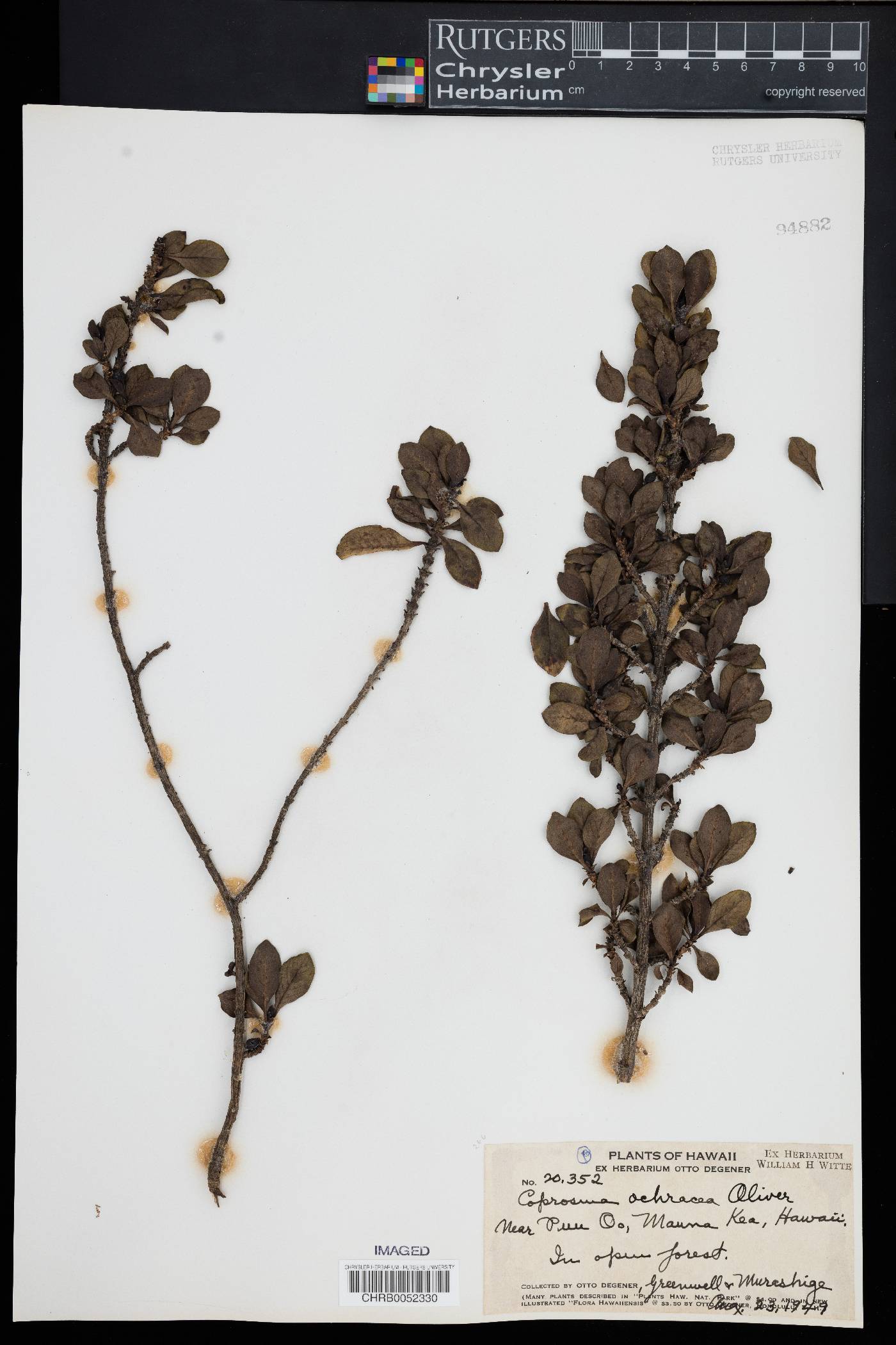 Coprosma ochracea image