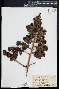 Coprosma ochracea image