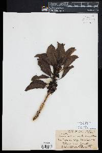 Coprosma ochracea image