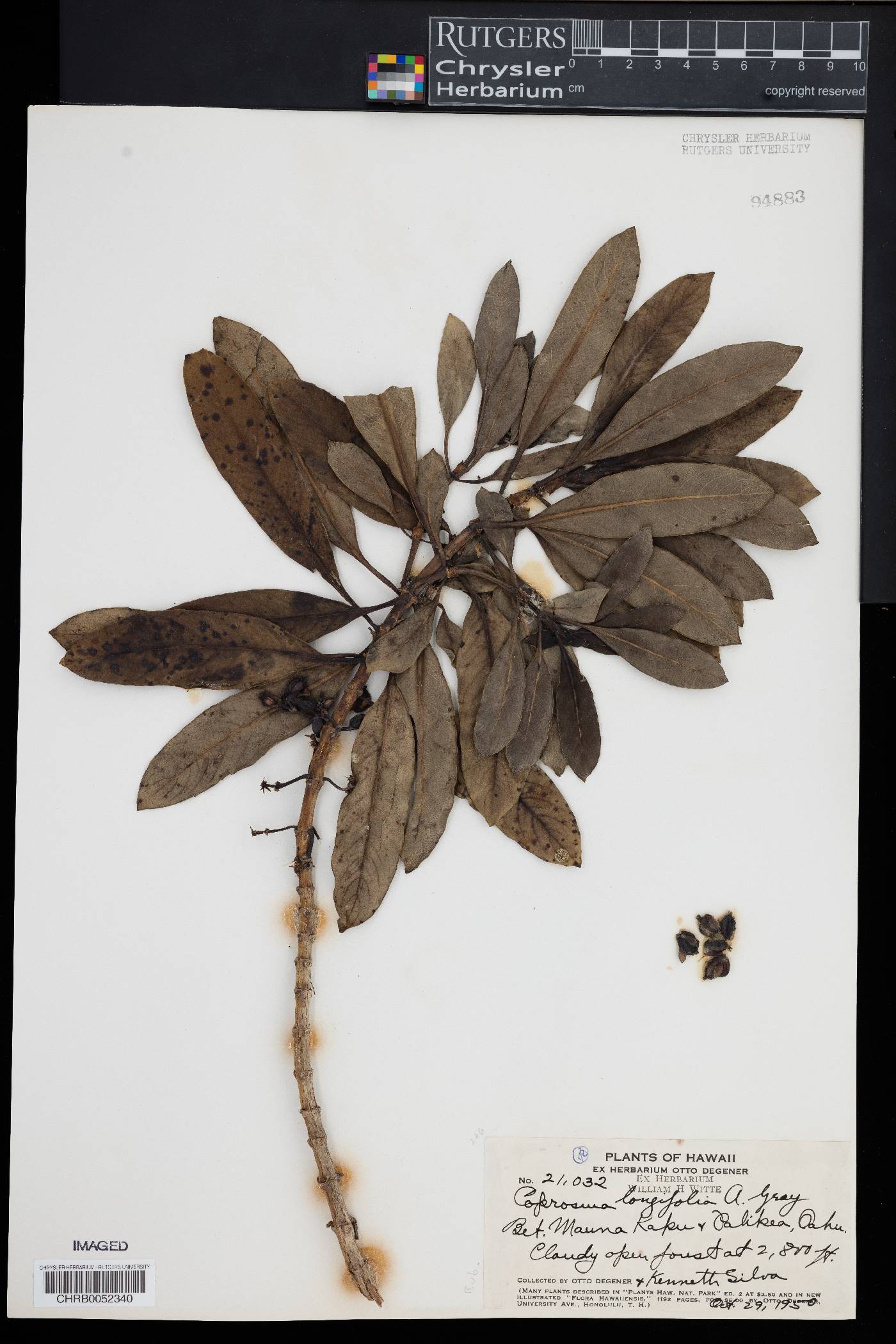 Coprosma longifolia image