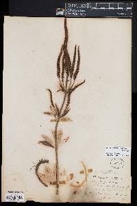 Veronicastrum virginicum image