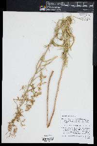 Artemisia dracunculus image