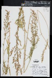 Artemisia dracunculus image