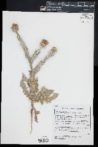 Ramaliella acanthoclada image