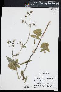 Sonchus oleraceus image