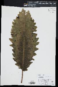 Image of Cyanea horrida