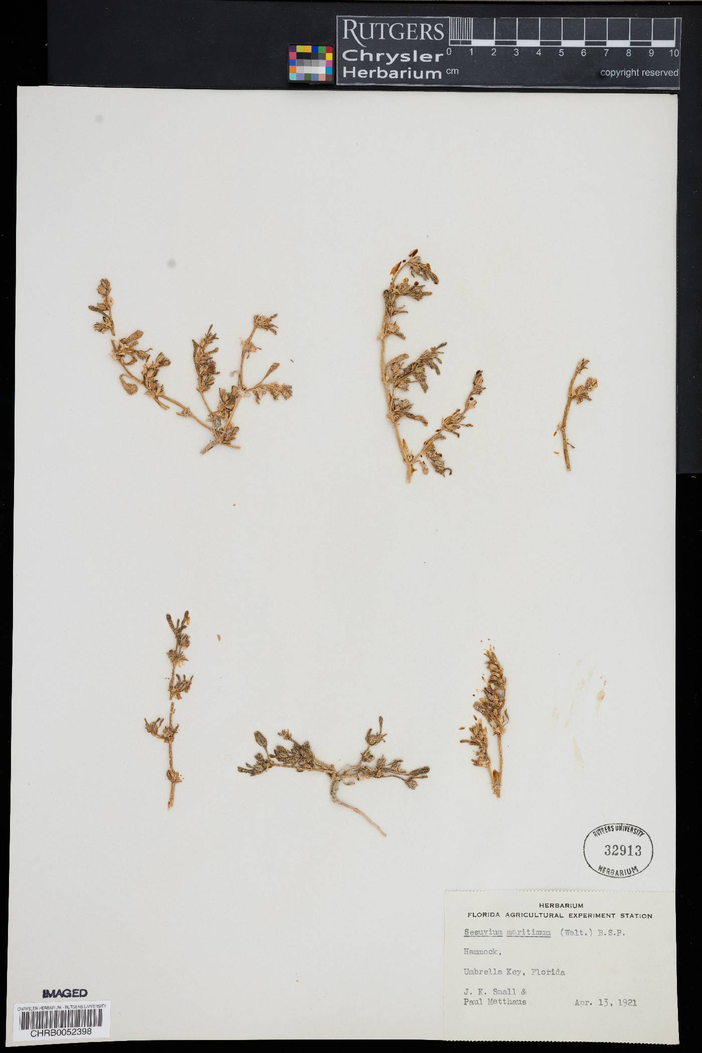 Sesuvium maritimum image