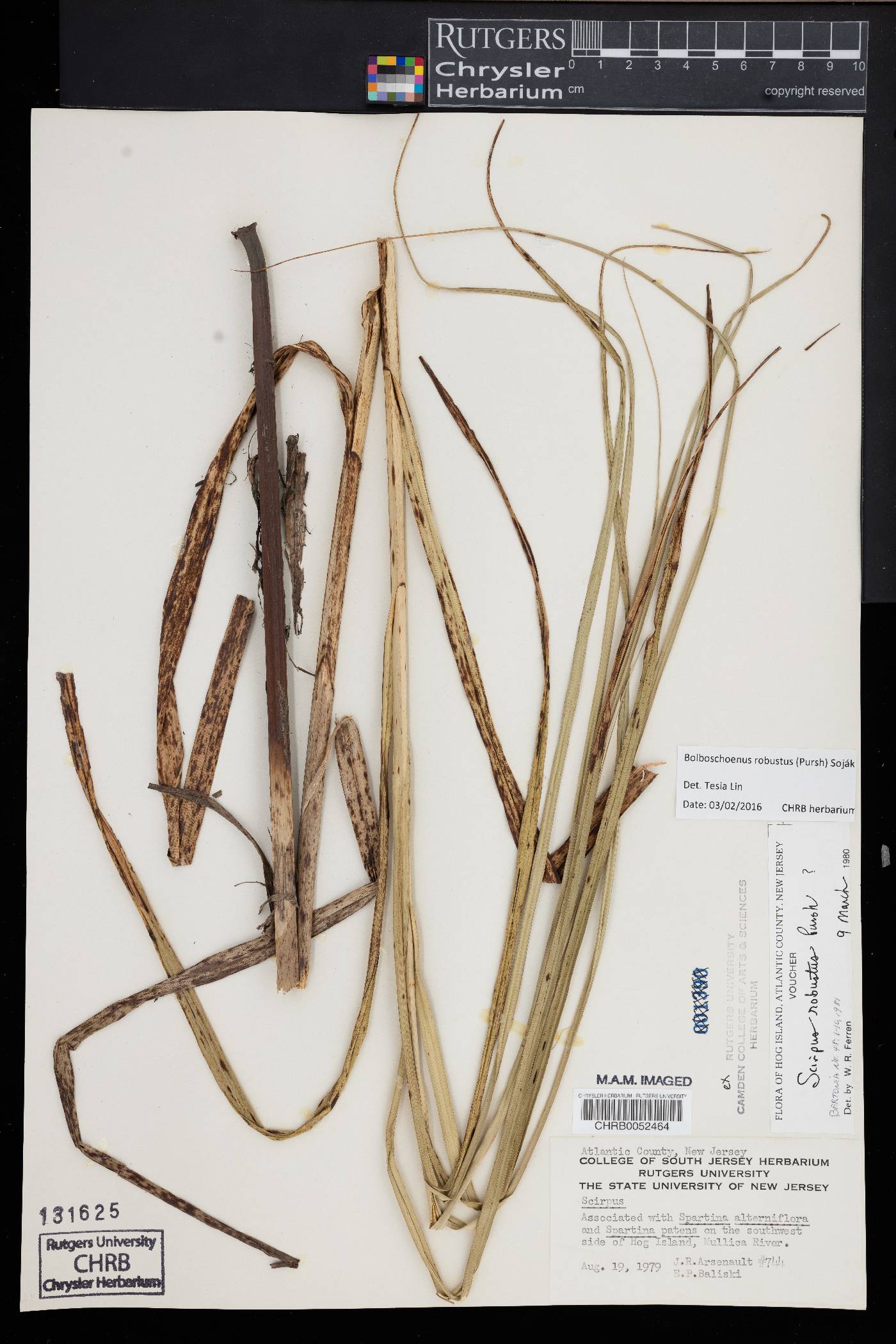 Bolboschoenus robustus image