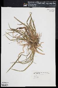 Carex abscondita image