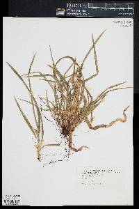 Carex abscondita image