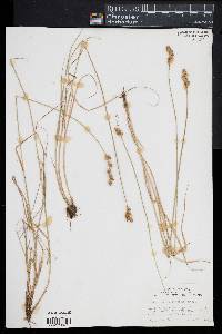 Carex albolutescens image