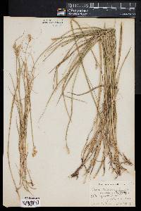 Carex albolutescens image