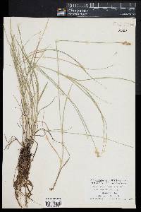 Carex albolutescens image