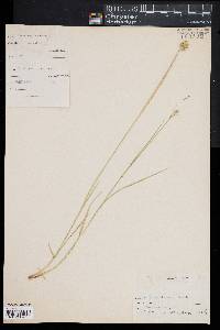 Carex albolutescens image