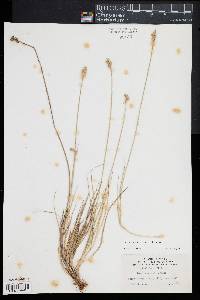 Carex albolutescens image