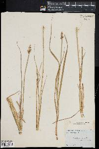 Carex alopecoidea image