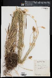 Carex alopecoidea image