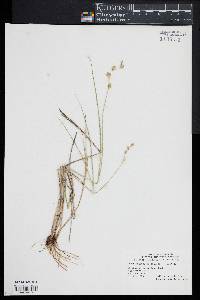 Carex argyrantha image