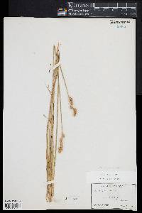 Carex argyrantha image