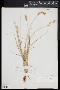 Carex argyrantha image