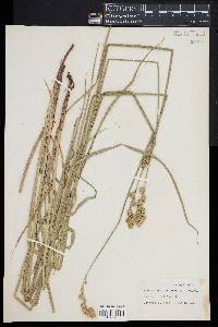 Carex argyrantha image