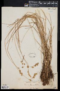 Carex argyrantha image