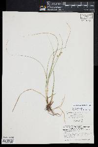 Carex atlantica subsp. atlantica image