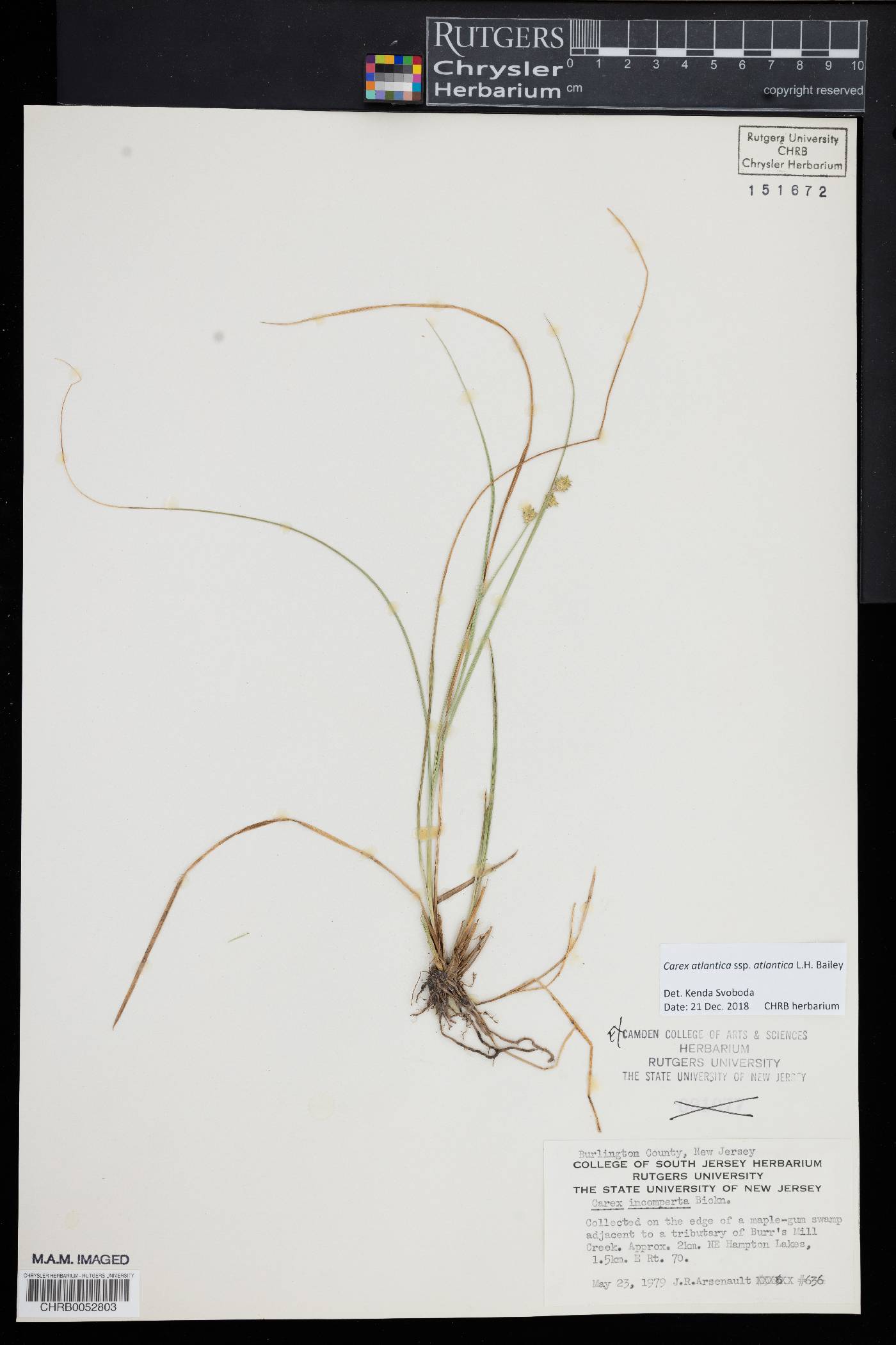 Carex atlantica subsp. atlantica image