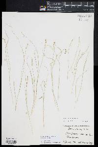 Carex atlantica subsp. capillacea image