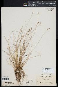 Carex atlantica subsp. capillacea image