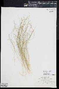 Carex atlantica subsp. capillacea image