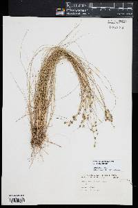 Carex atlantica subsp. capillacea image