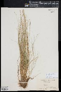 Carex atlantica subsp. capillacea image